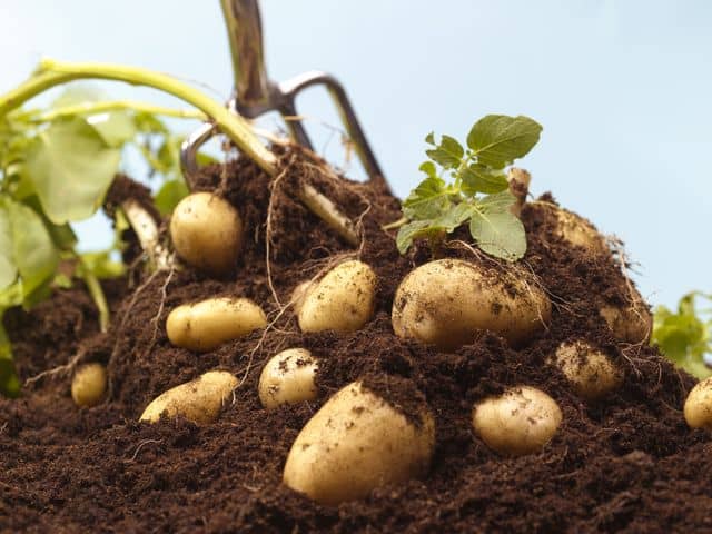 Så odlar du potatis - Tipsen som funkar • Trädgårdslandet